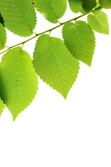 Wall Mural - Green elm leaves isolated on white. Natural frame