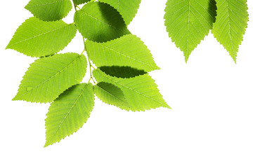 Wall Mural - Green elm leaves isolated on white. Natural frame