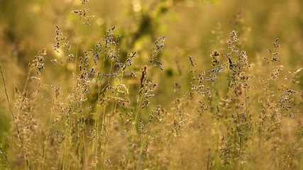 Wall Mural - Grass landscape in the wonderful sunset light