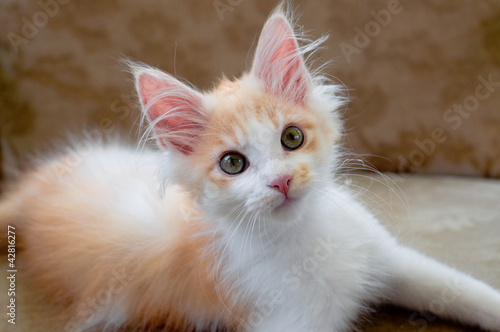 Board z aluminiowym obramowaniem Maine coon kitten