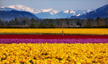 Yellow Red Purple Tulips Snow Mountains Skagit Valley Washington