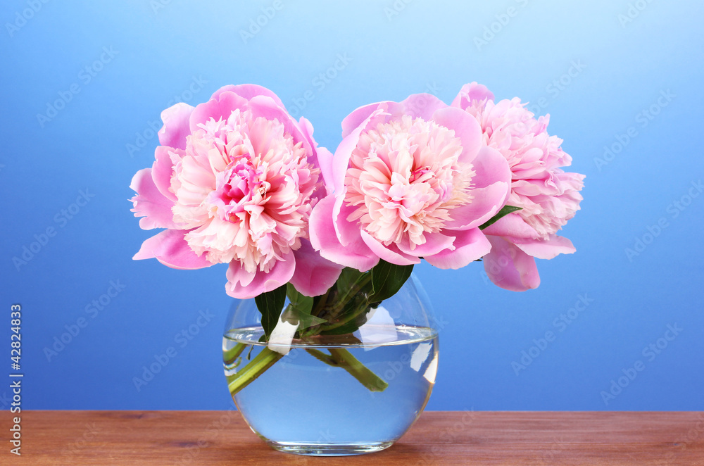 Three pink peonies in vase on wooden table on blue background