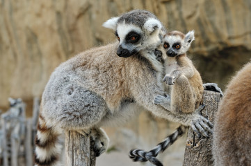 Madagascar's ring-tailed lemur  with the small cub on a back.