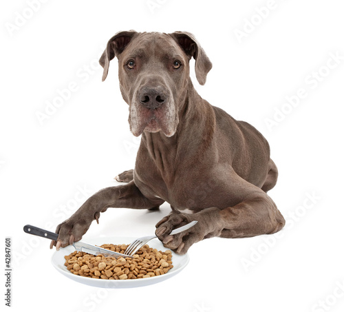 Zdjęcie XXL Dog niemiecki jedzenie żywności z naczynia