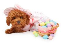 Poodle Puppy In An Easter Dress With Basket Of Eggs