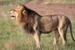 ケニアマサイマラ　雄ライオン