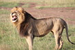 ケニアマサイマラ　あくびをするライオン