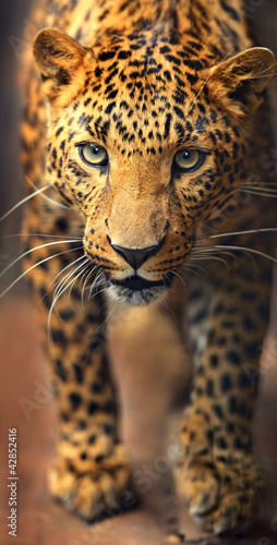 Doppelrollo mit Motiv - Leopard portrait (von kyslynskyy)