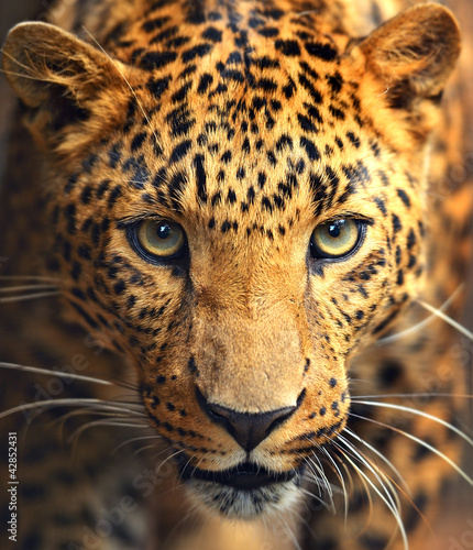 Naklejka - mata magnetyczna na lodówkę Leopard portrait