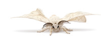 Domesticated Silkmoth, Bombyx Mori, Against White Background
