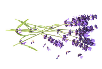 Canvas Print - lavender flowers isolated on white