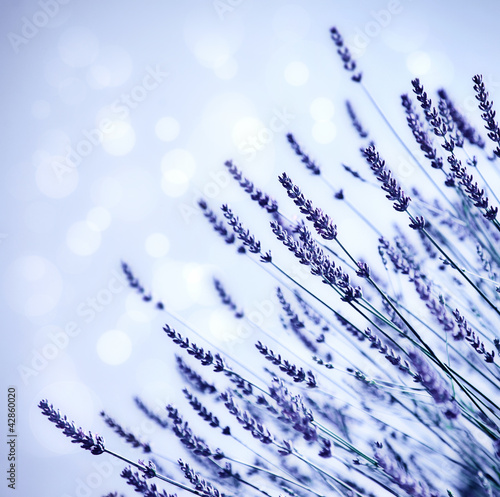 Obraz w ramie Lavender flower field background