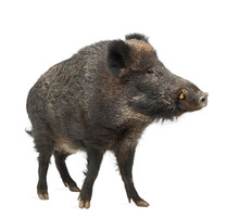 Wild Boar, Also Wild Pig, Sus Scrofa, 15 Years Old