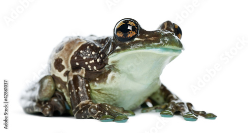 Board z aluminiowym obramowaniem Żaba amazonka, trachycephalus resinifictrix