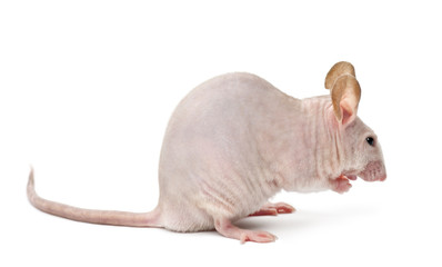 Wall Mural - hairless mouse, mus musculus, against white background
