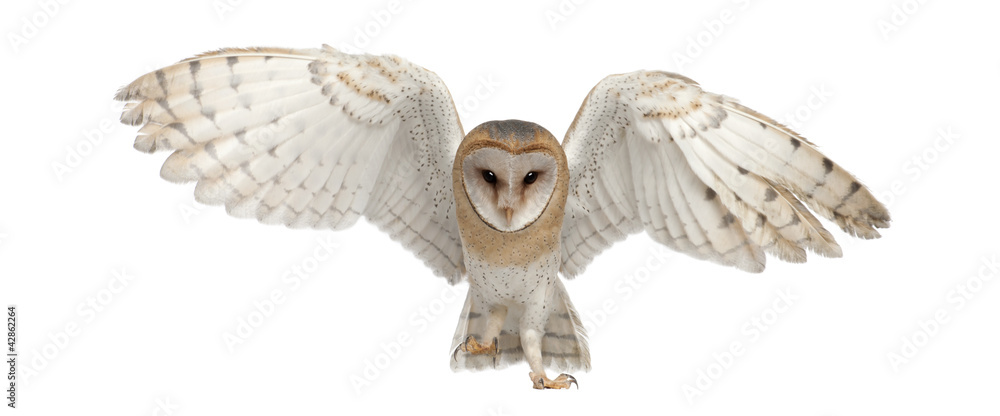 Barn Owl, Tyto alba, 4 months old - obrazy, fototapety, plakaty 