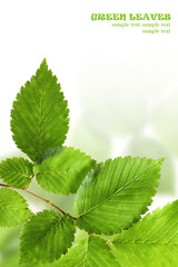 Wall Mural - Green leaves border over white