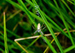 young wasp spider in typical strengthened web