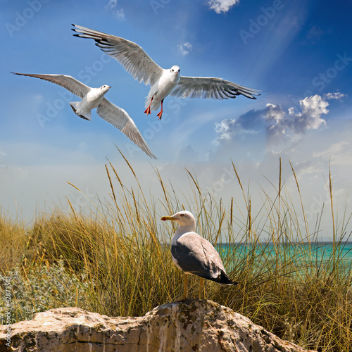 Tapeta ścienna Plaża z mewami