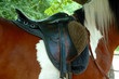 © Pavlo Burdyak - Saddle