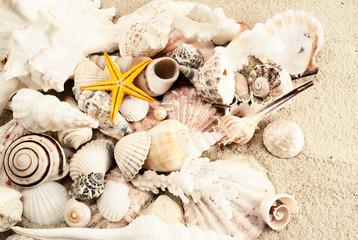 Seashells.