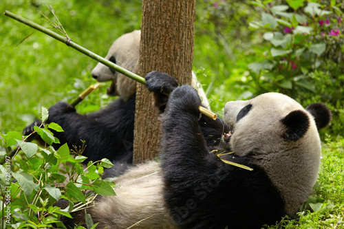 Board z aluminiowym obramowaniem Gigantyczna panda jedząca bambus