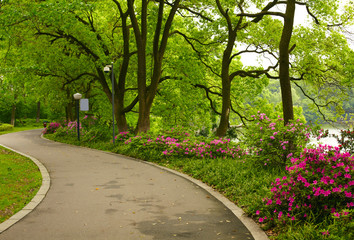 Wall Mural - Summer park road