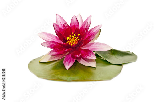 Cuadros en Lienzo water lily on white beautiful flower