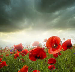 Wall Mural - Poppy flowers