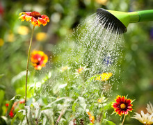 Watering Can And Flowers Free Stock Photo - Public Domain Pictures
