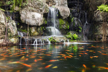 Koi Fish In Pond At The Garden With A Waterfall