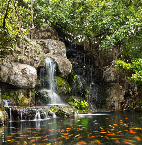 Naklejka ścienna Koi fish in pond at the garden with a waterfall