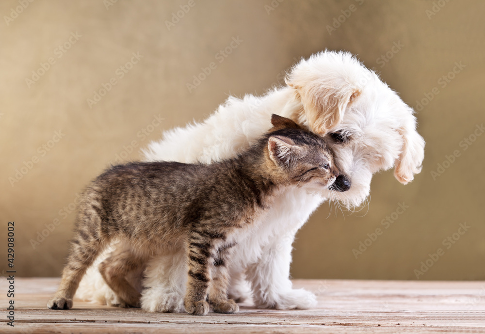 Fotoobraz Friends - dog and cat together beton architektoniczny