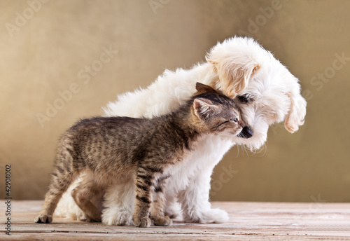 Naklejka nad blat kuchenny Friends - dog and cat together