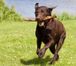 © ijdema - Brown labrador running with a stick