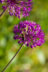 Wall Mural - abstract violet flowers on field (shallow DOF)