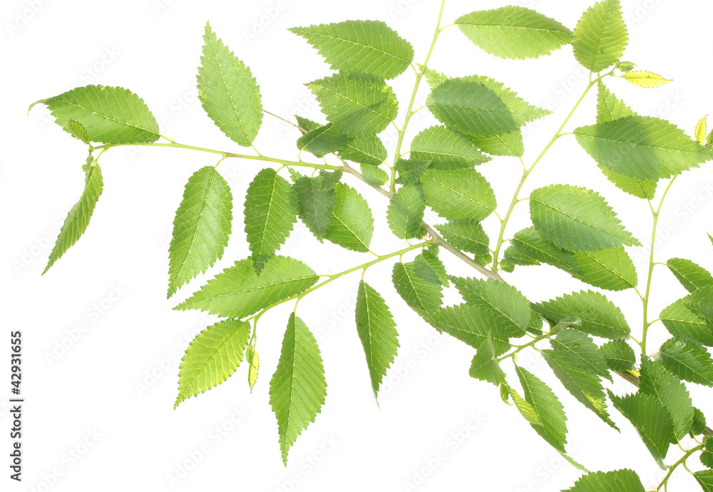 Beautiful green twig isolated on white