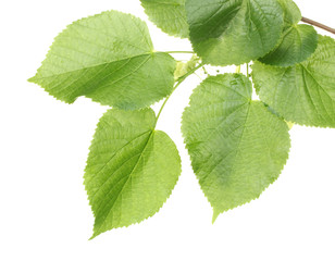 Poster - linden green leaves isolated on white.