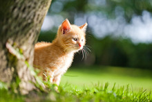 Kittens In The Garden Free Stock Photo - Public Domain Pictures