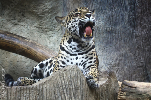 Plakat na papierze fotorealistycznym Jaguar