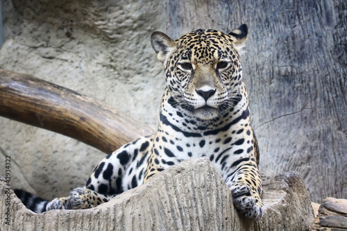 Plakat na papierze fotorealistycznym Jaguar