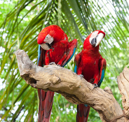 Wall Mural - couple macaw