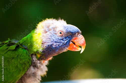 Board z aluminiowym obramowaniem Tęczowy lorikeet