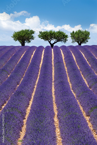 Plakat na papierze fotorealistycznym Plateau of valensole: lawenda
