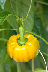 Wall Mural - Yellow bell pepper in a greenhouse