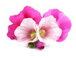 Beautiful decorating hollyhock flowers /Althaea officinalis/