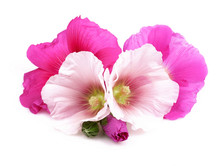 Beautiful Decorating Hollyhock Flowers /Althaea Officinalis/