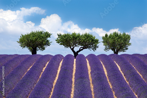 Plakat na papierze fotorealistycznym Plateau of valensole: lawenda # 2