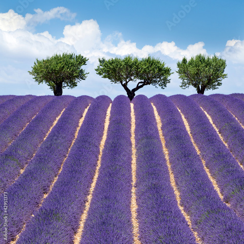 Plakat na papierze fotorealistycznym Walensole