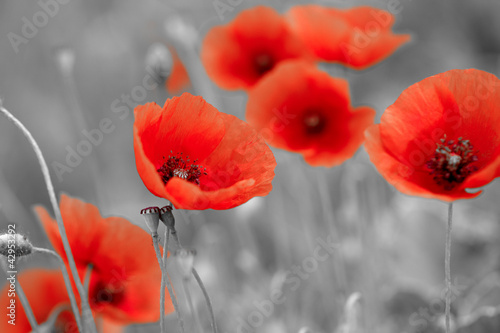 Plakat na zamówienie red poppies on b/w field